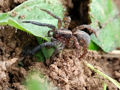 Trochosa