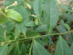 Elaeocarpus decipiens