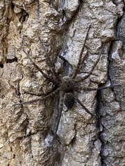 Dolomedes vittatus