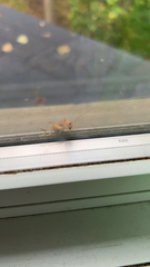 Camptonotus carolinensis