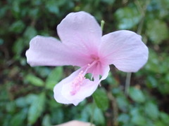 Hibiscus pedunculatus