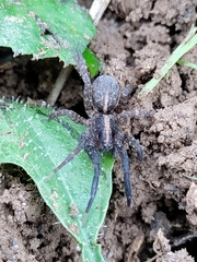 Trochosa