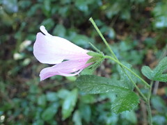 Hibiscus pedunculatus