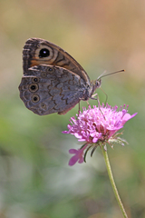 Lasiommata