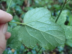 Hibiscus pedunculatus