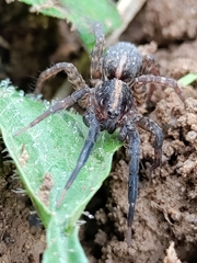 Trochosa