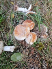 Amanita rubescens