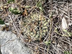Mammillaria heyderi