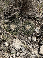 Mammillaria heyderi