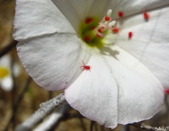Balaustium
