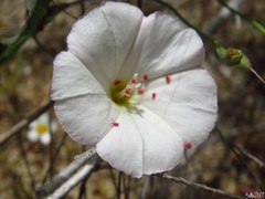 Balaustium