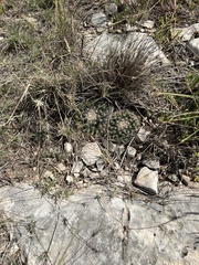 Mammillaria heyderi