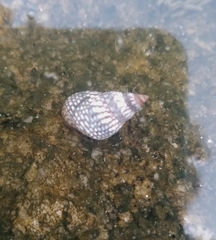 Echinolittorina aspera