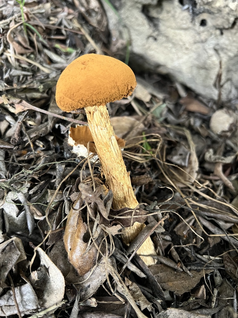 Battarrea phalloides · October 2022 · photo: © nbareschu (iNaturalist, cc-by)