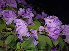 Mansoa alliacea