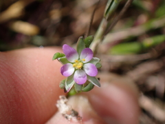 Spergularia marina