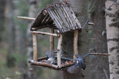 Sitta europaea asiatica