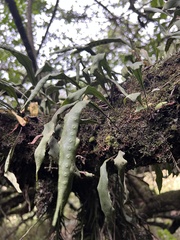 Pleopeltis macrocarpa