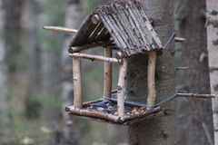 Sitta europaea asiatica