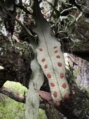 Pleopeltis macrocarpa