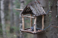 Sitta europaea asiatica
