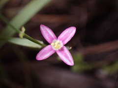 Centaurium pulchellum