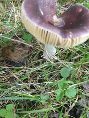 Russula