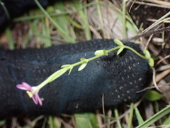Centaurium pulchellum