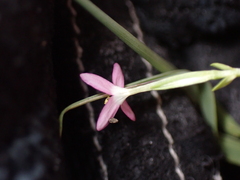 Centaurium pulchellum