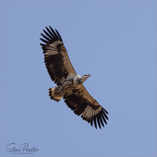 African Fish-Eagle