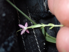 Centaurium pulchellum