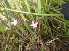 Centaurium pulchellum