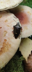 Pinthaeus sanguinipes