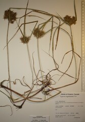 Cyperus engelmannii
