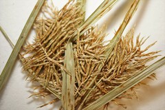Cyperus engelmannii