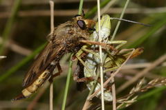 Asilus crabroniformis