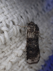 Agrotis