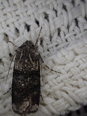 Agrotis
