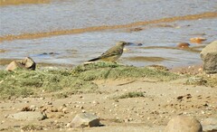 Motacilla flava iberiae