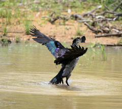 Sarkidiornis melanotos