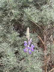 Lupinus albifrons