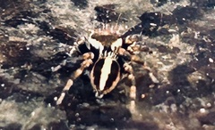 Evarcha denticulata