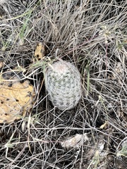 Echinocereus reichenbachii caespitosus