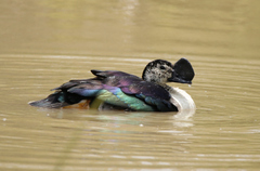 Sarkidiornis melanotos