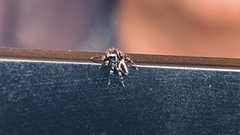 Evarcha denticulata