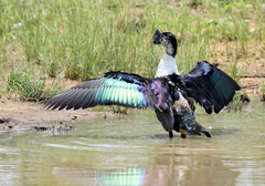 Sarkidiornis melanotos