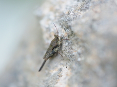 Tetrigoidea