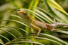 Calotes versicolor