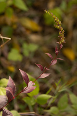 Solidago ulmifolia