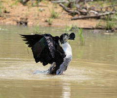 Sarkidiornis melanotos